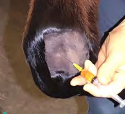 PREPARO ADEQUADO PARA A EXPOSIÇÃO NACIONAL DA RAÇA!